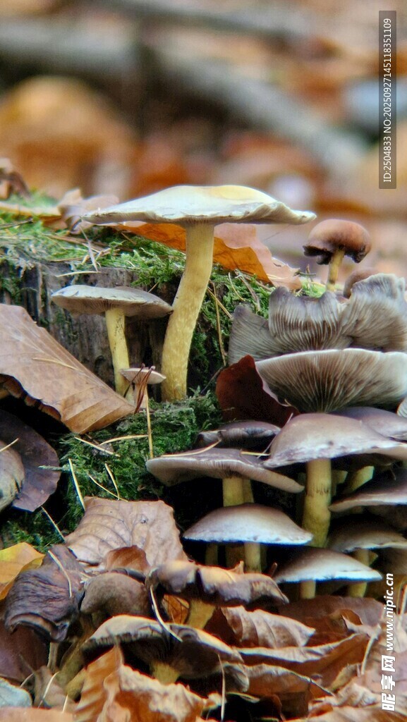 林间落叶中的蘑菇群