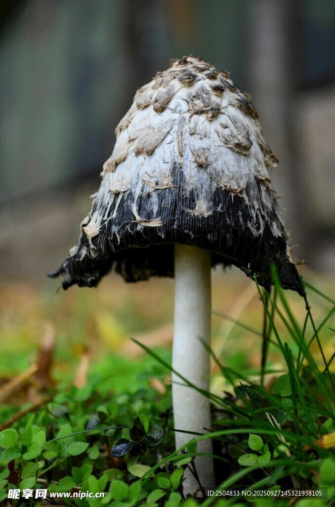 野外独特的黑白相间蘑菇