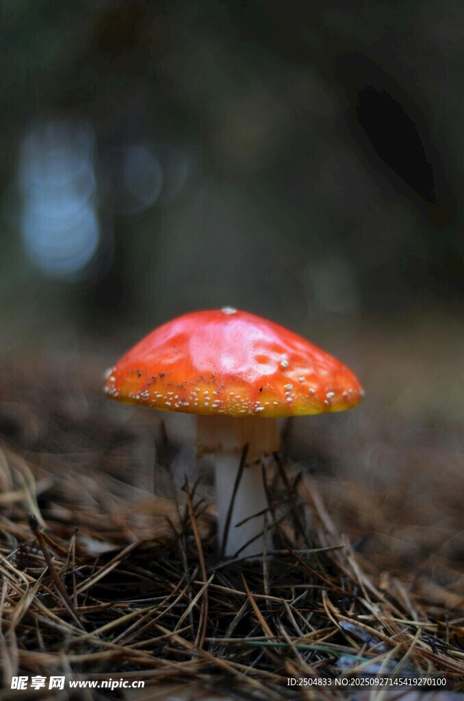 森林中的鲜艳红蘑菇