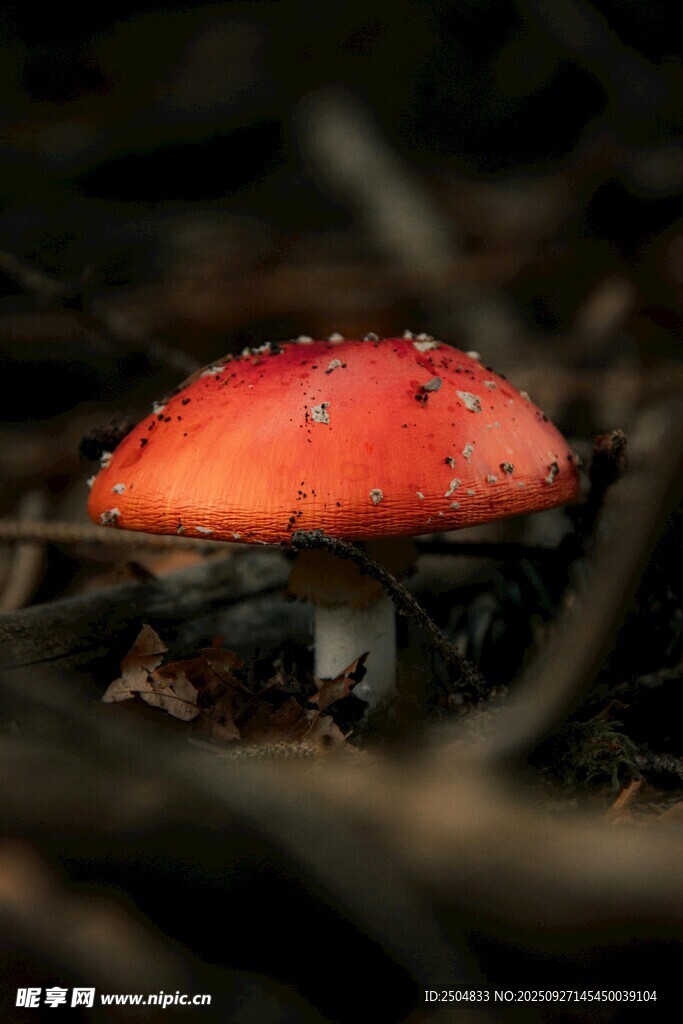 红色蘑菇生长于林间