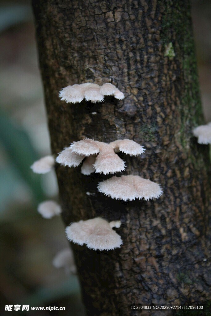 树干上生长的白色小蘑菇