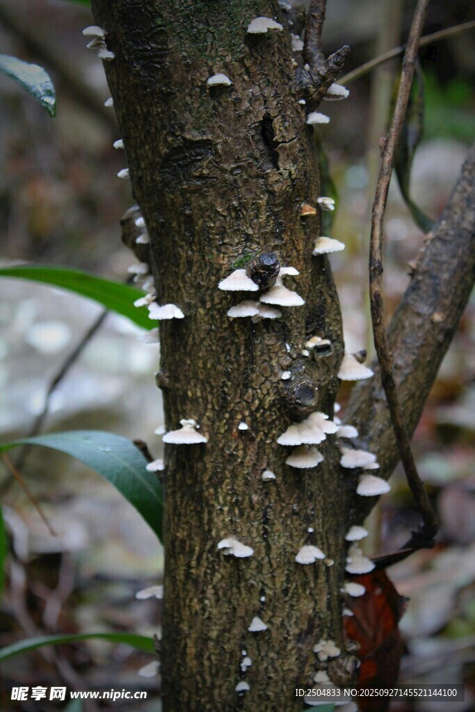 树干上生长的白色蘑菇