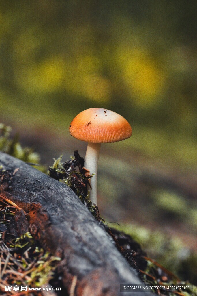森林中橙色小蘑菇特写