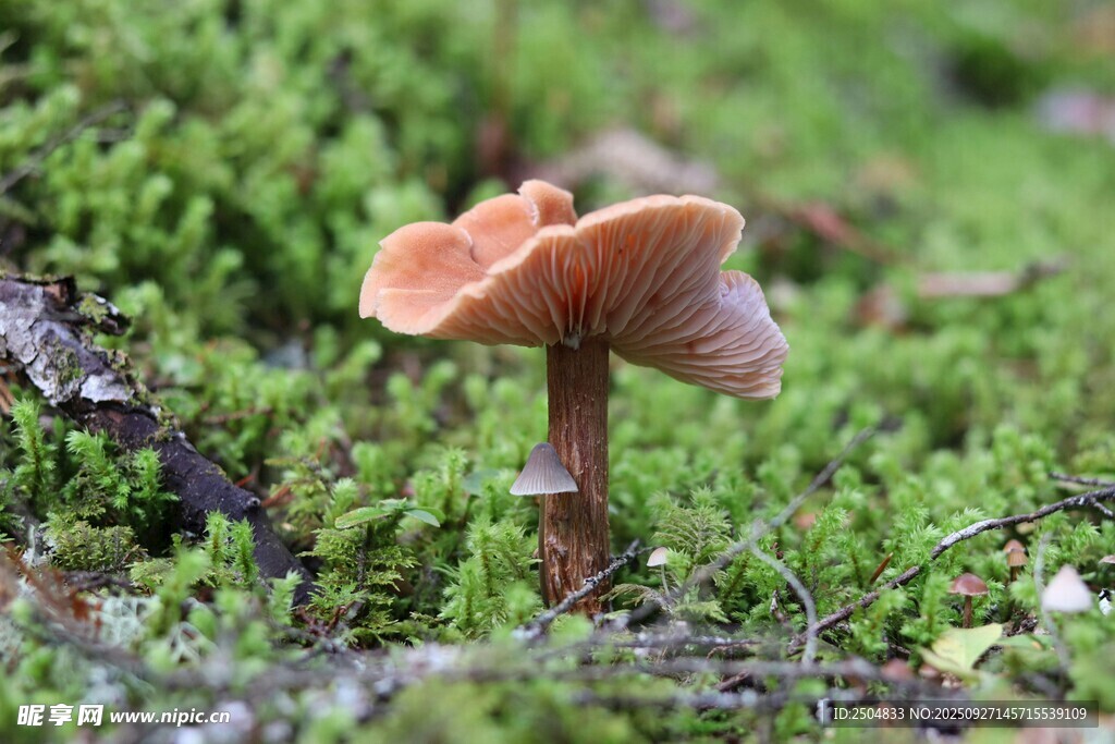 草地上的小巧蘑菇