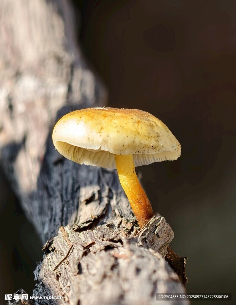 木头上的黄色小蘑菇