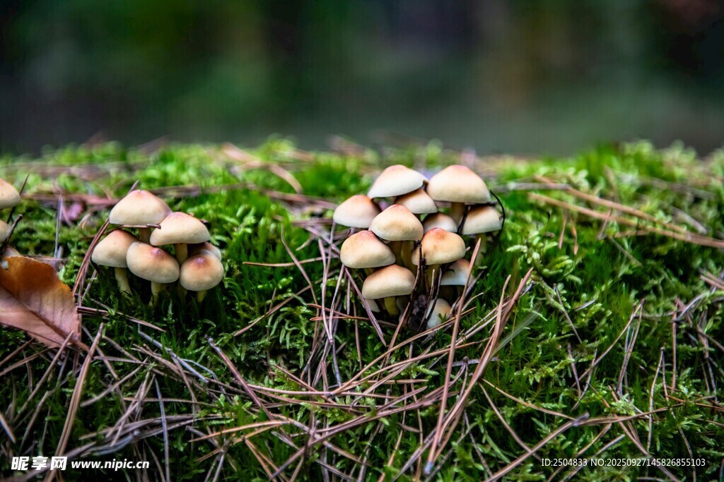 苔藓上生长的蘑菇群