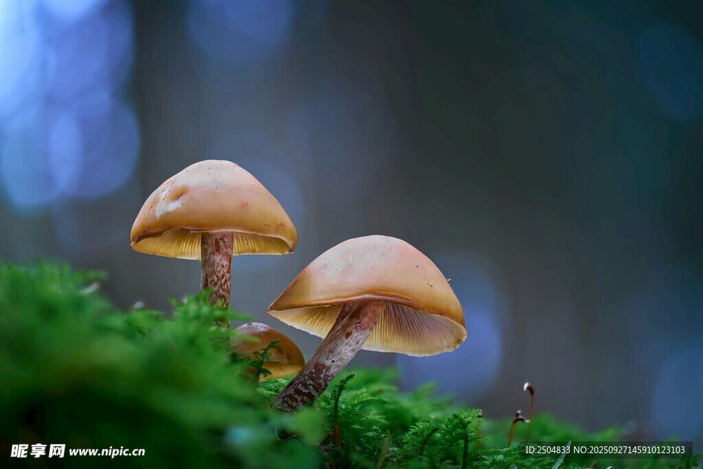 林间蘑菇生长于翠绿苔藓