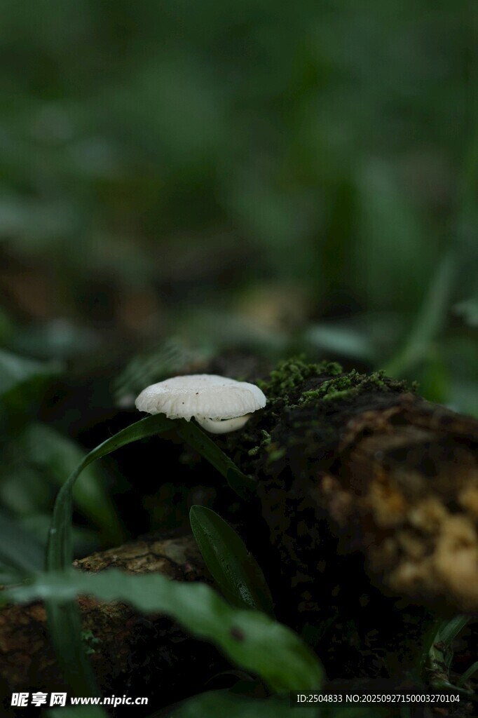 草丛中的白色蘑菇