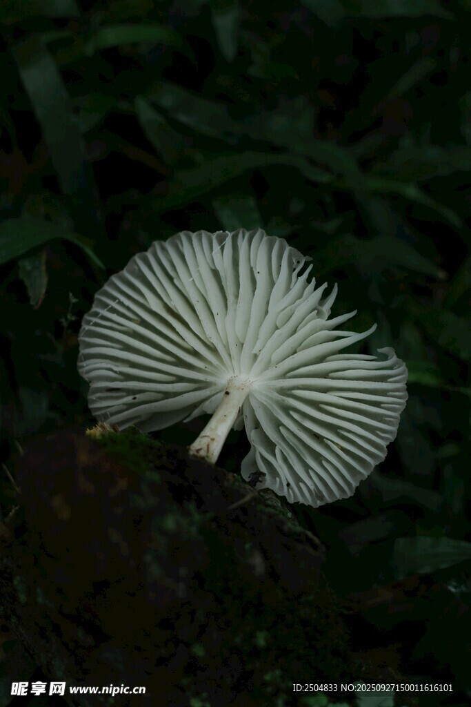 白色扇形蘑菇特写
