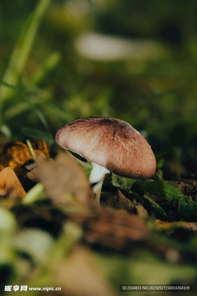 草丛中的棕色蘑菇