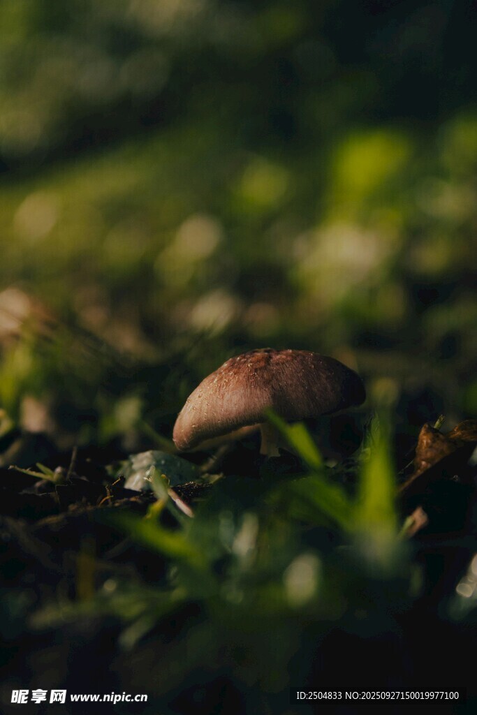 草丛中的蘑菇