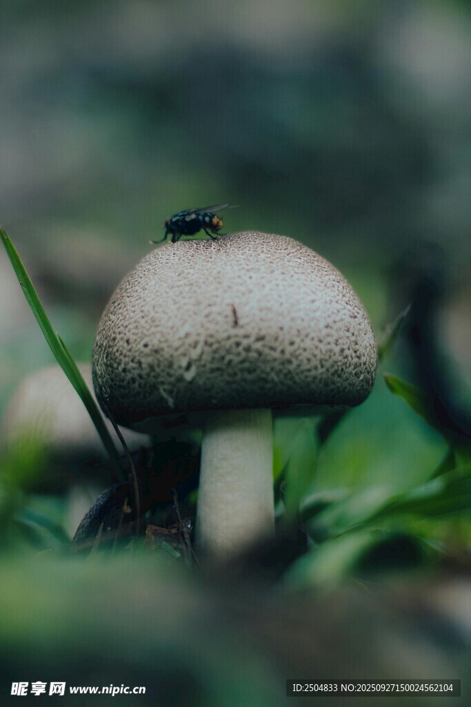 草丛中的白色蘑菇