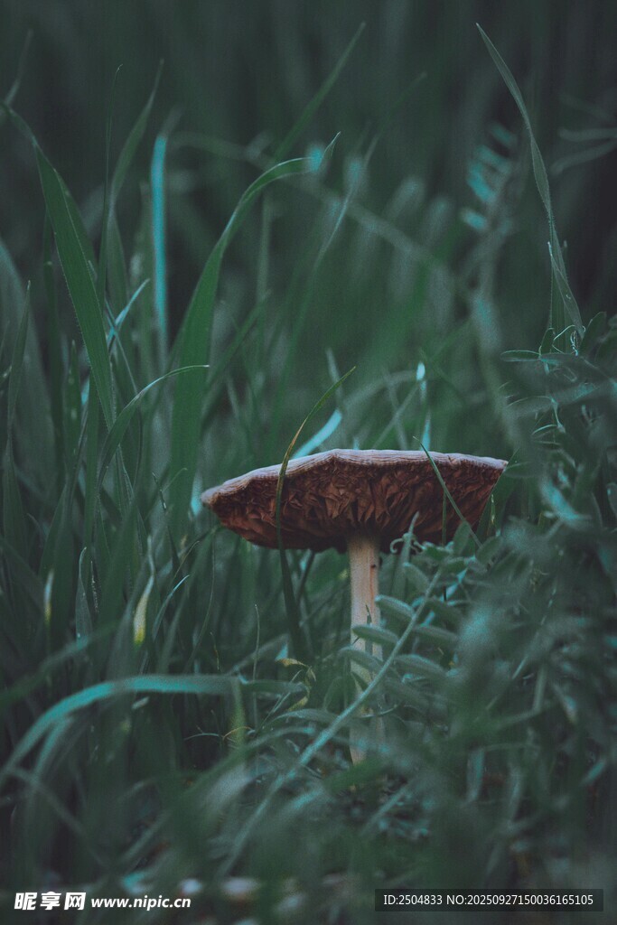 草丛中的红色蘑菇