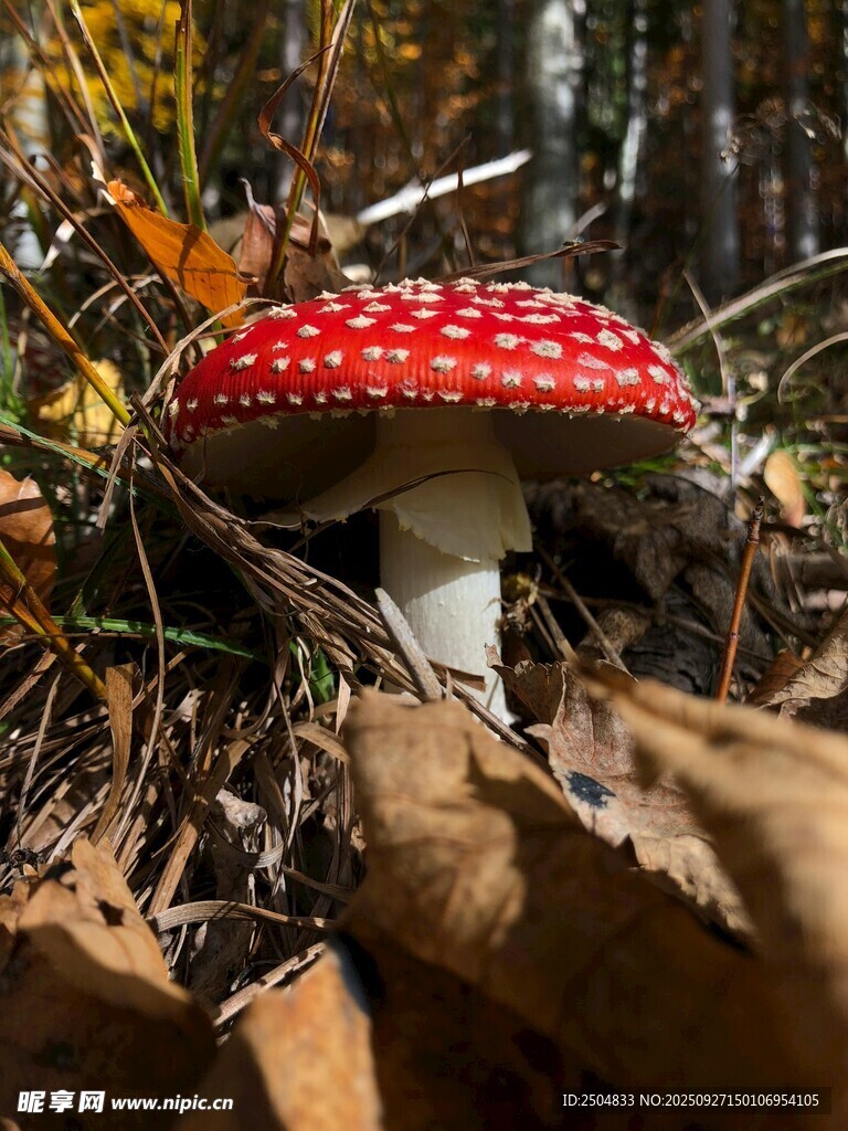 森林中的红色斑点蘑菇