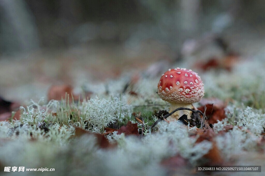 苔藓上的红色小蘑菇