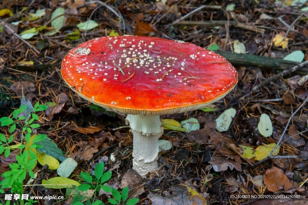 森林中鲜艳的红蘑菇