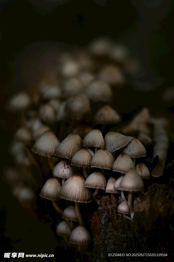密集生长的灰蘑菇