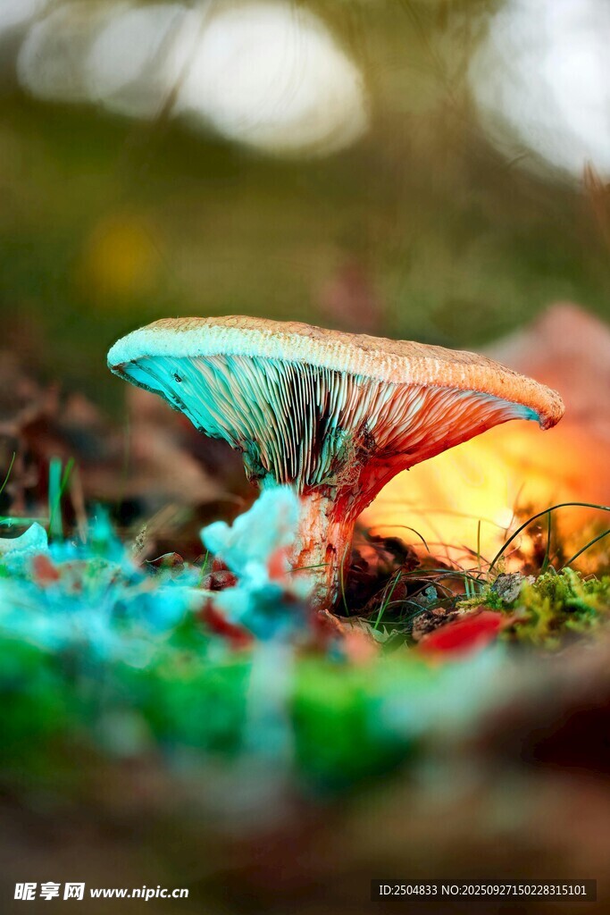 梦幻多彩蘑菇特写