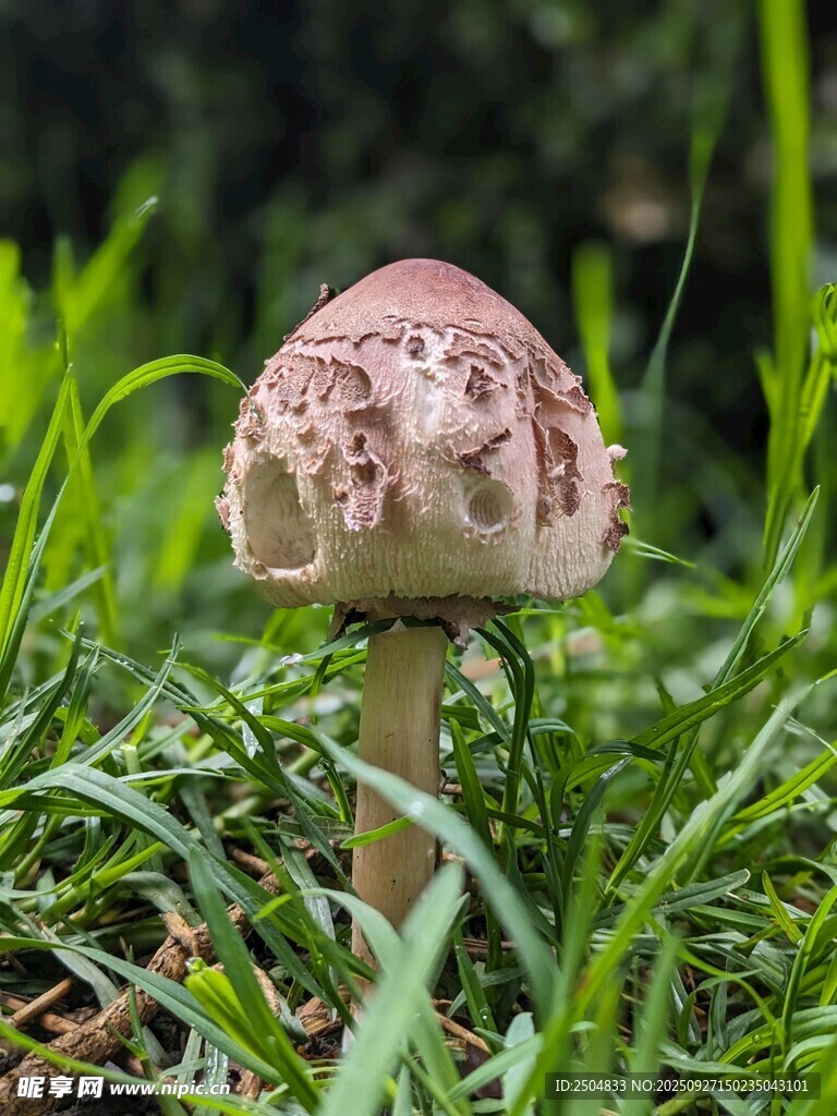 草丛中的独特蘑菇