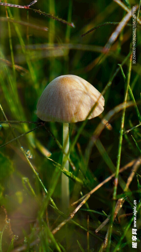 草丛中的蘑菇