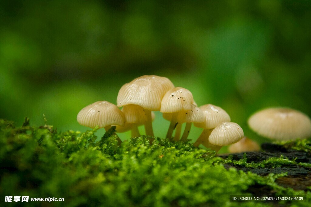 青苔上的可爱小蘑菇