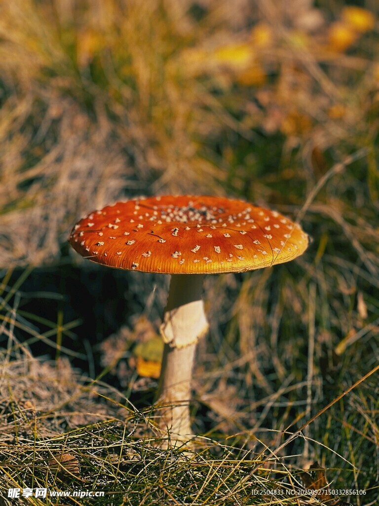 草地上的橙红色蘑菇