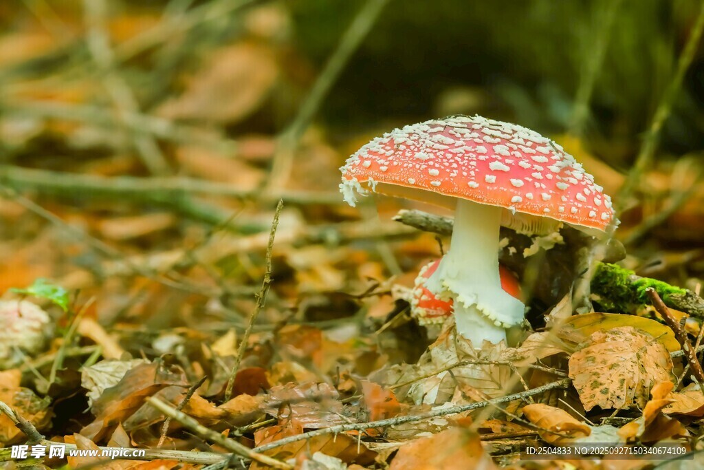 森林中的红色斑点蘑菇
