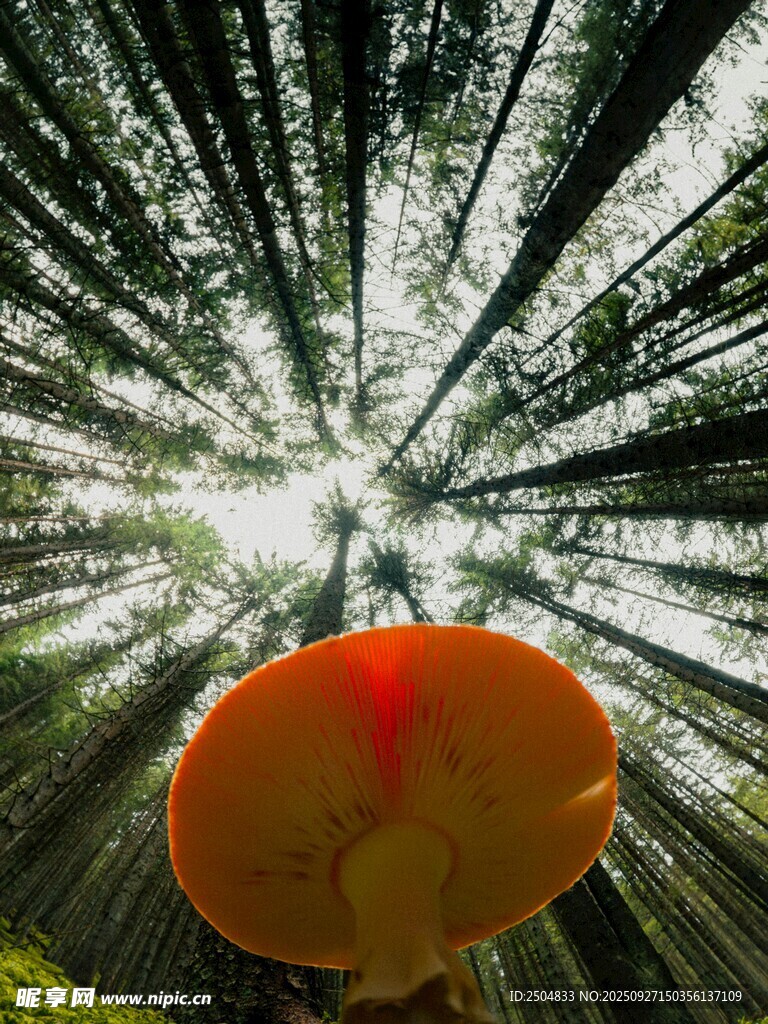 仰视森林中的橙红色蘑菇