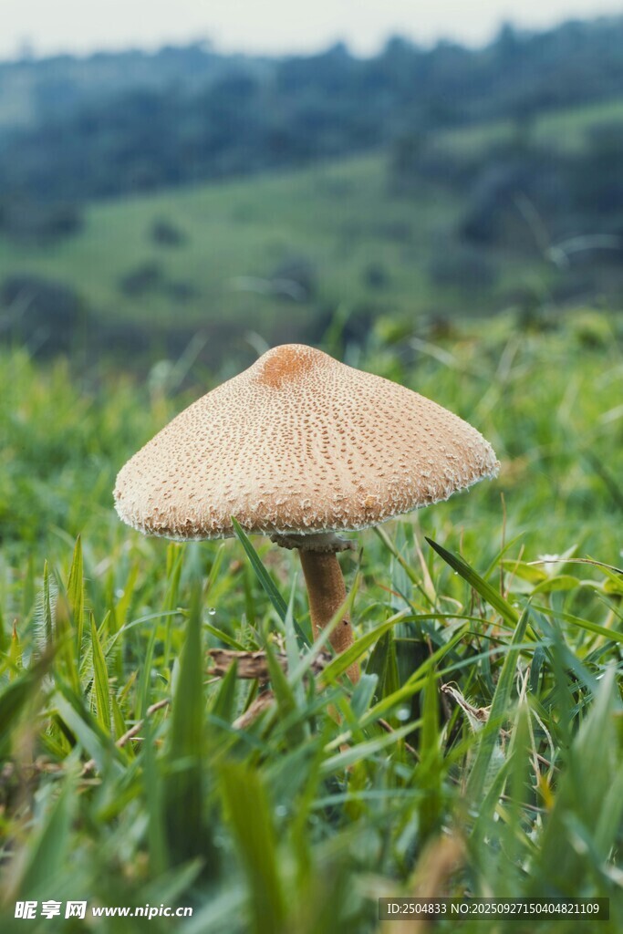 草地上的蘑菇