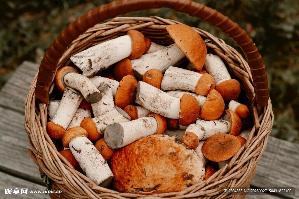 篮子里的多样野生蘑菇