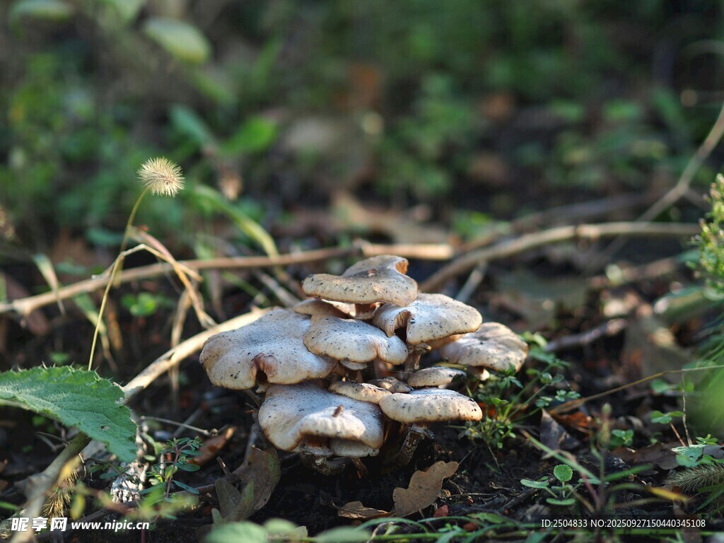 草丛中的蘑菇群