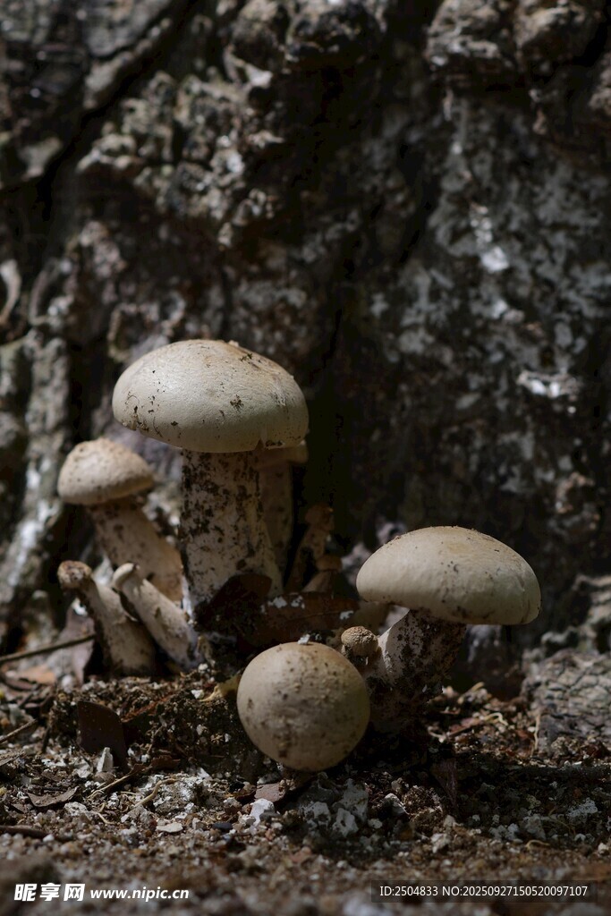 树干旁生长的簇簇小蘑菇