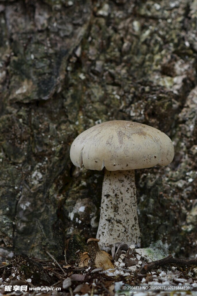 树干旁的小型蘑菇