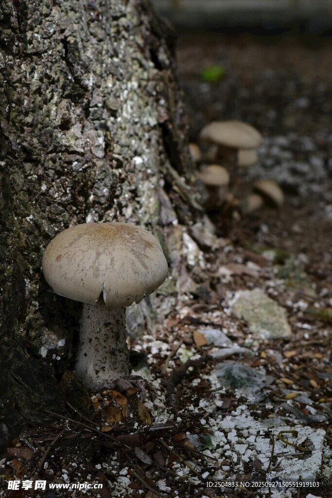 树干旁生长的野生蘑菇
