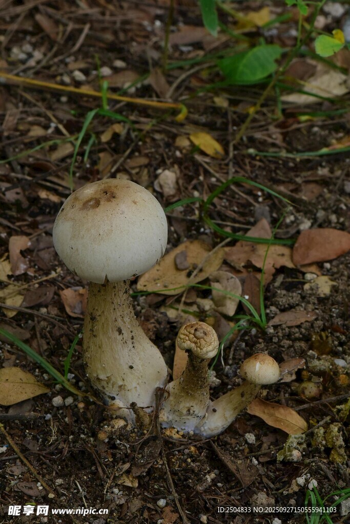 野外生长的白色蘑菇