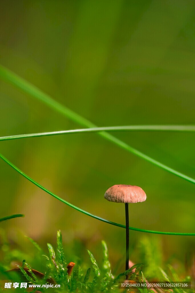 草丛中的迷你小蘑菇