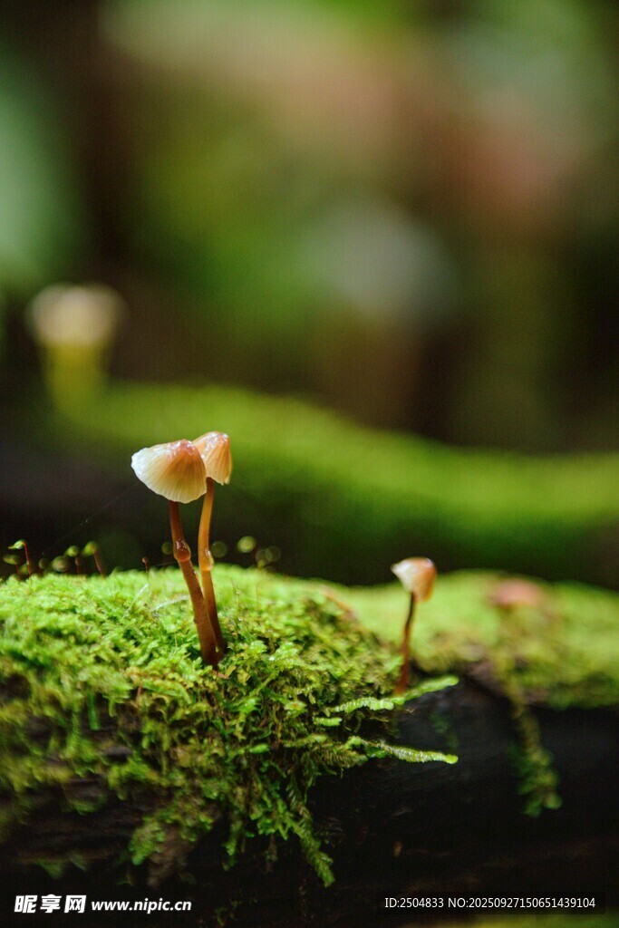 青苔上的小巧蘑菇