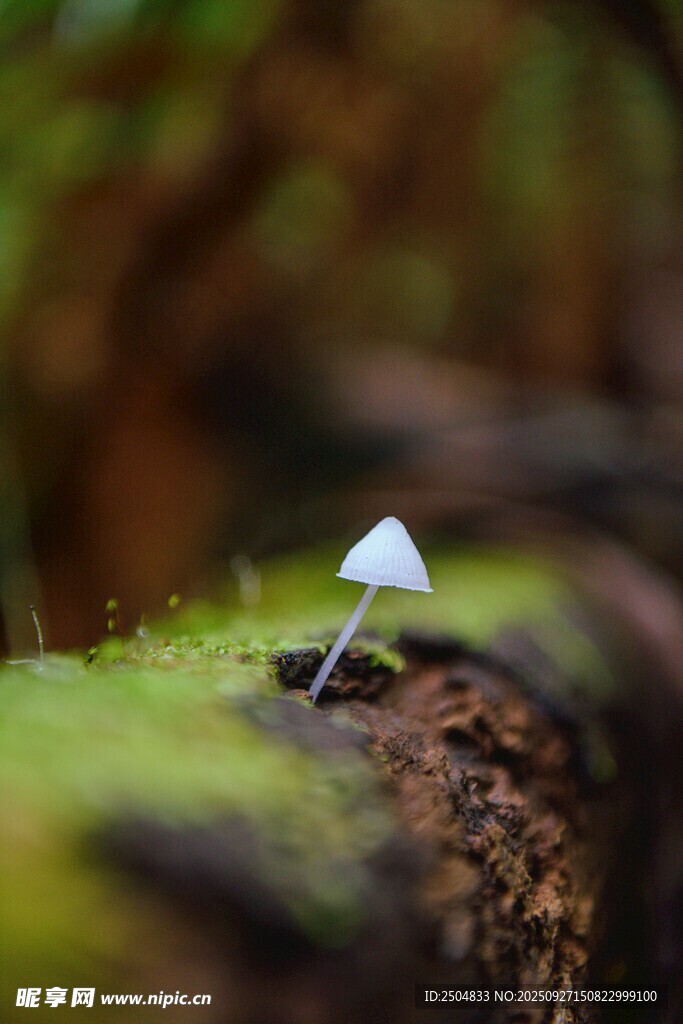 林间小蘑菇 自然的精灵