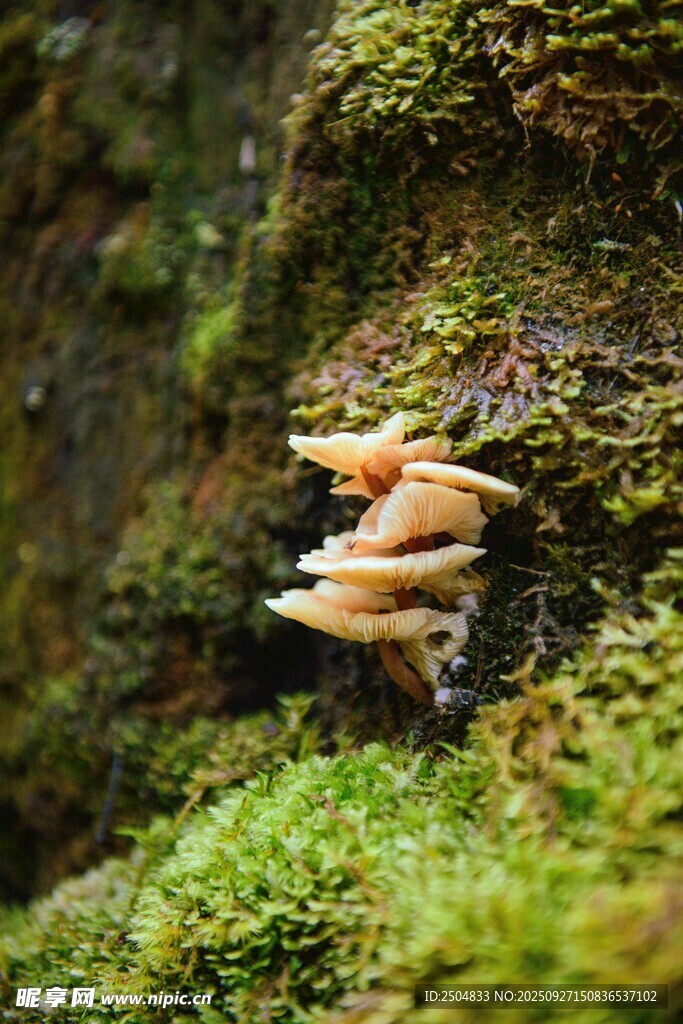 青苔上的蘑菇群