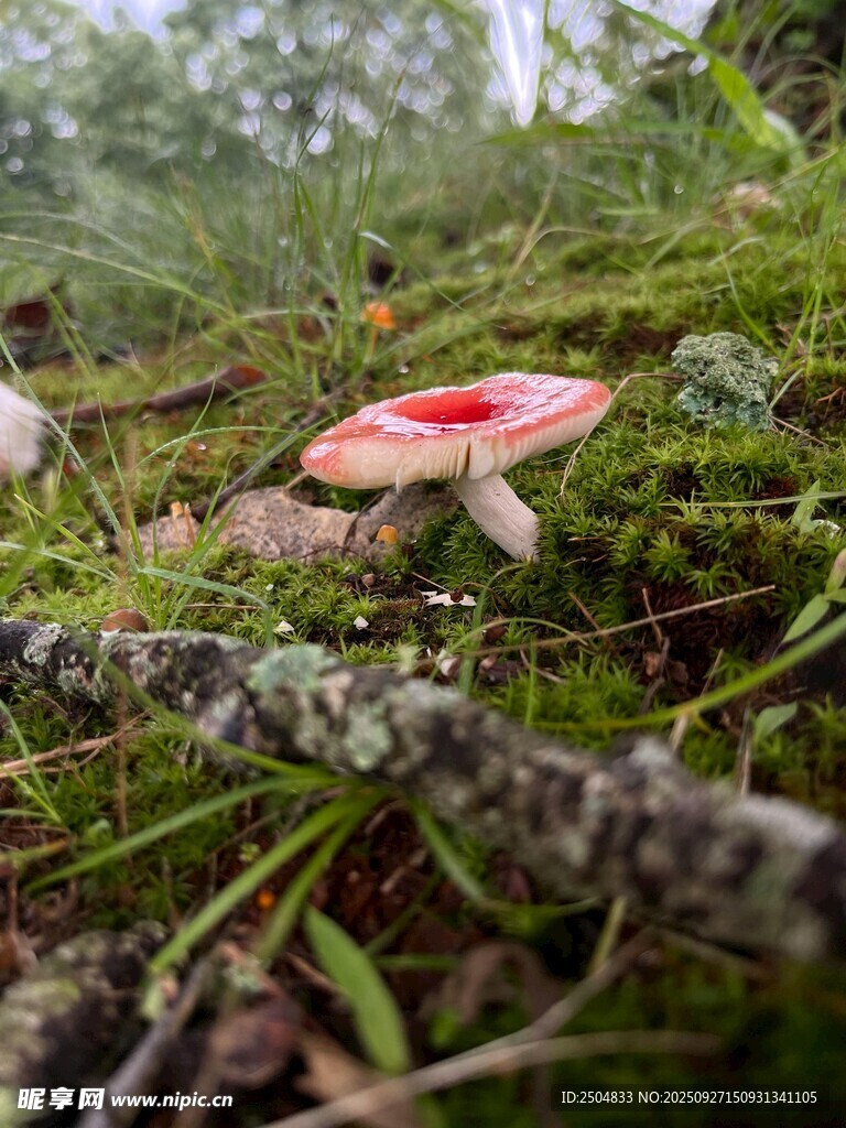 森林中娇艳的红色蘑菇