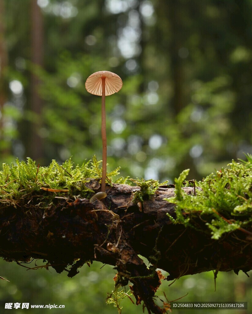林间苔藓上的小巧蘑菇