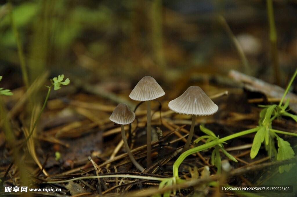 林间小蘑菇与绿植共生
