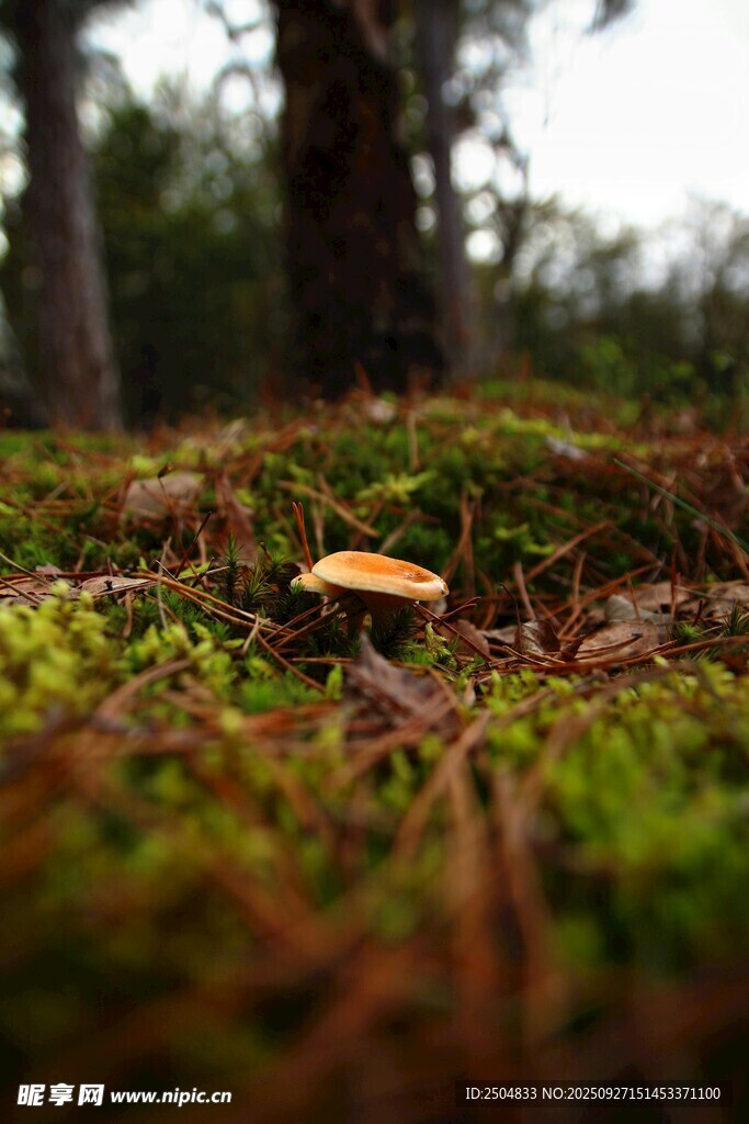 林间草地中的小蘑菇