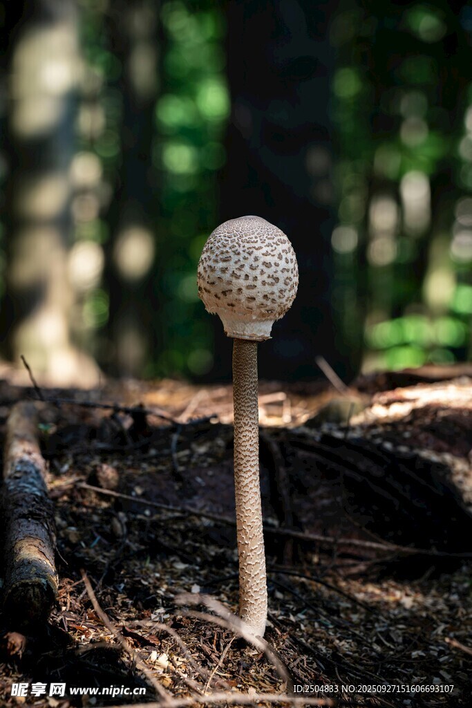 森林中的独特小蘑菇