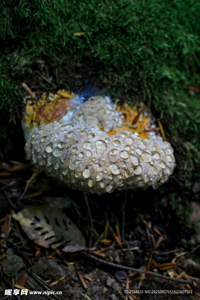 森林中多彩菌类特写