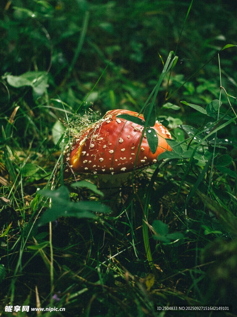 草地上的红色斑点蘑菇
