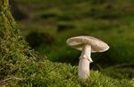 苔藓上的白色蘑菇