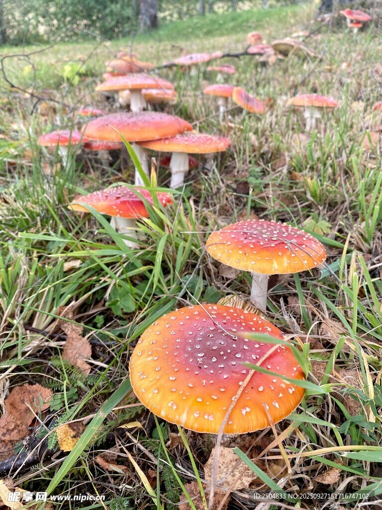 草地上的多彩蘑菇