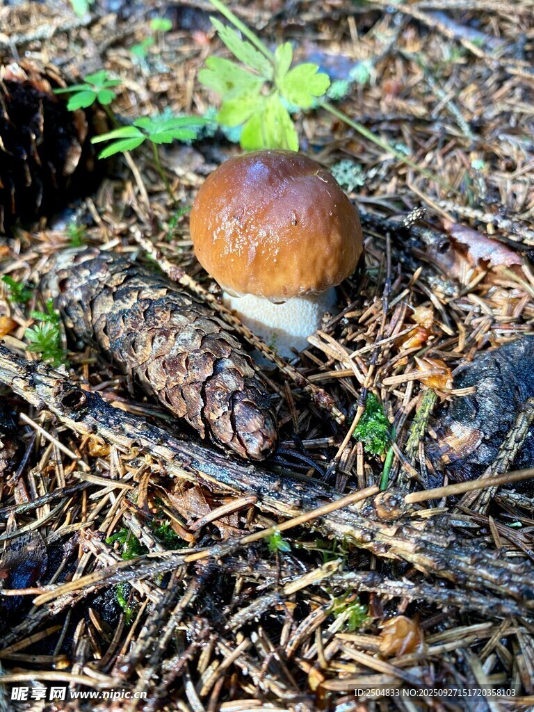 林间棕色蘑菇特写