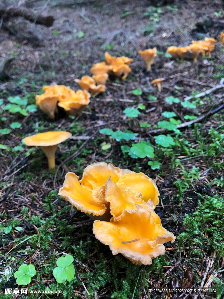 草地上的橙黄色蘑菇群